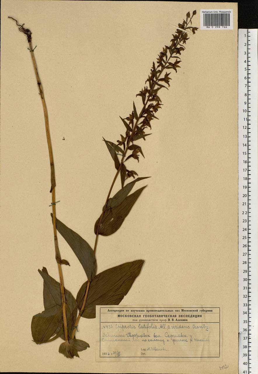 Epipactis helleborine (L.) Crantz, Eastern Europe, Moscow region (E4a) (Russia)