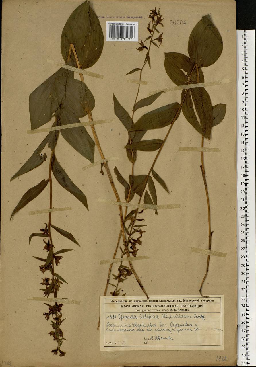 Epipactis helleborine (L.) Crantz, Eastern Europe, Moscow region (E4a) (Russia)