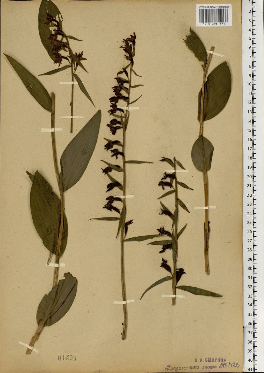 Epipactis helleborine (L.) Crantz, Eastern Europe, Moscow region (E4a) (Russia)