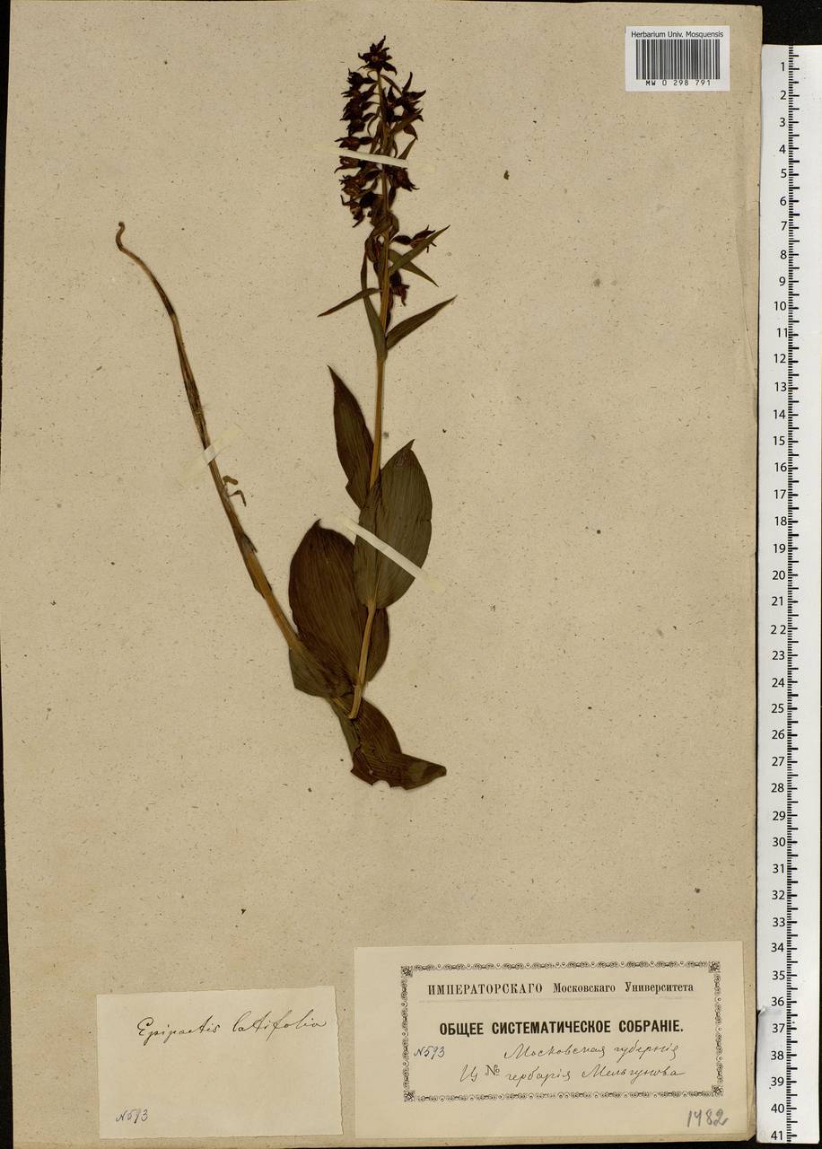 Epipactis helleborine (L.) Crantz, Eastern Europe, Moscow region (E4a) (Russia)