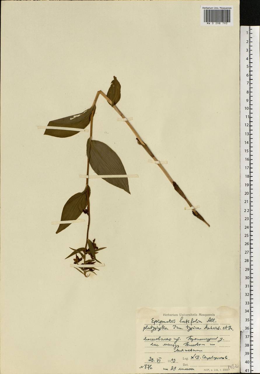 Epipactis helleborine (L.) Crantz, Eastern Europe, Moscow region (E4a) (Russia)