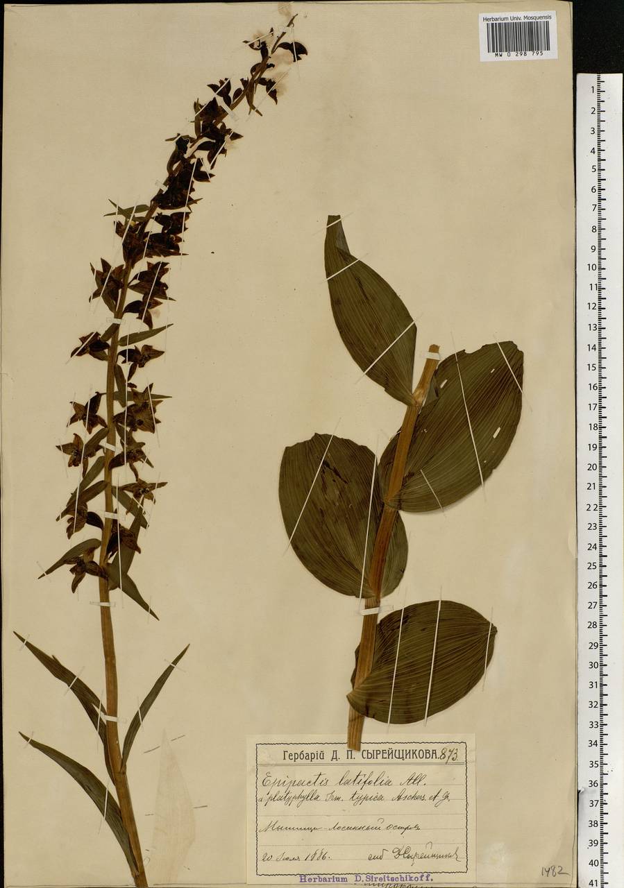 Epipactis helleborine (L.) Crantz, Eastern Europe, Moscow region (E4a) (Russia)