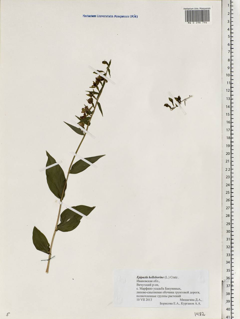 Epipactis helleborine (L.) Crantz, Eastern Europe, Central forest region (E5) (Russia)
