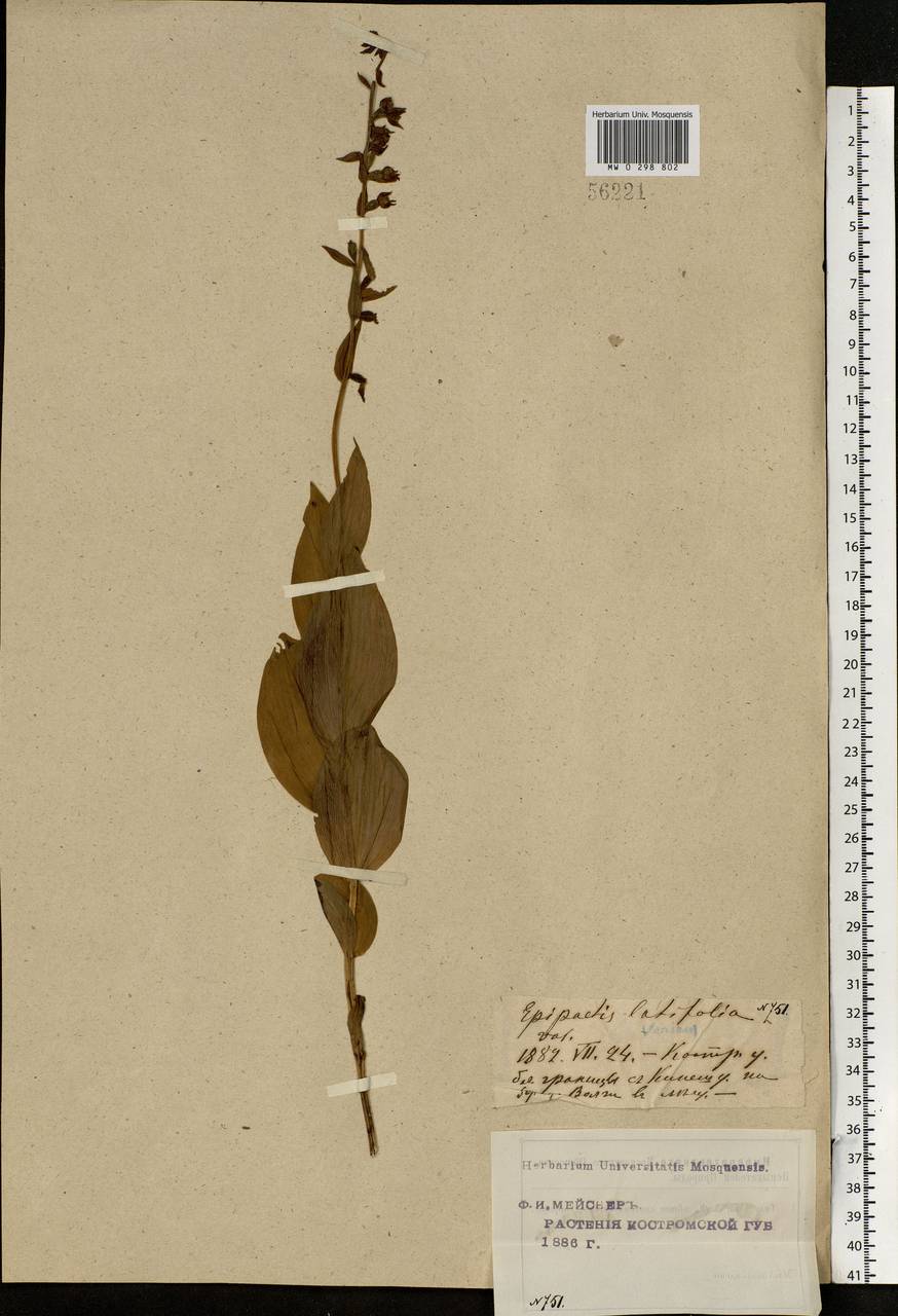 Epipactis helleborine (L.) Crantz, Eastern Europe, Central forest region (E5) (Russia)
