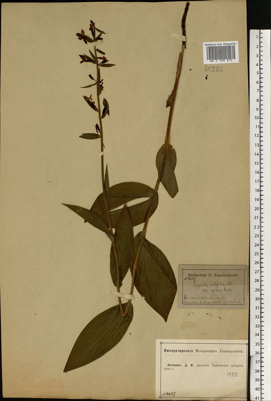 Epipactis helleborine (L.) Crantz, Eastern Europe, Central forest-and-steppe region (E6) (Russia)