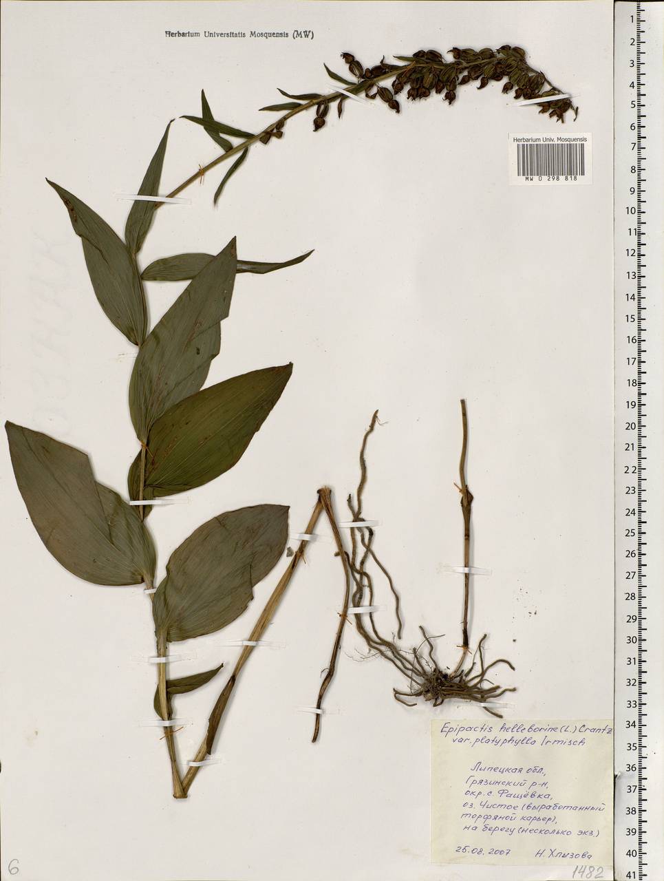 Epipactis helleborine (L.) Crantz, Eastern Europe, Central forest-and-steppe region (E6) (Russia)