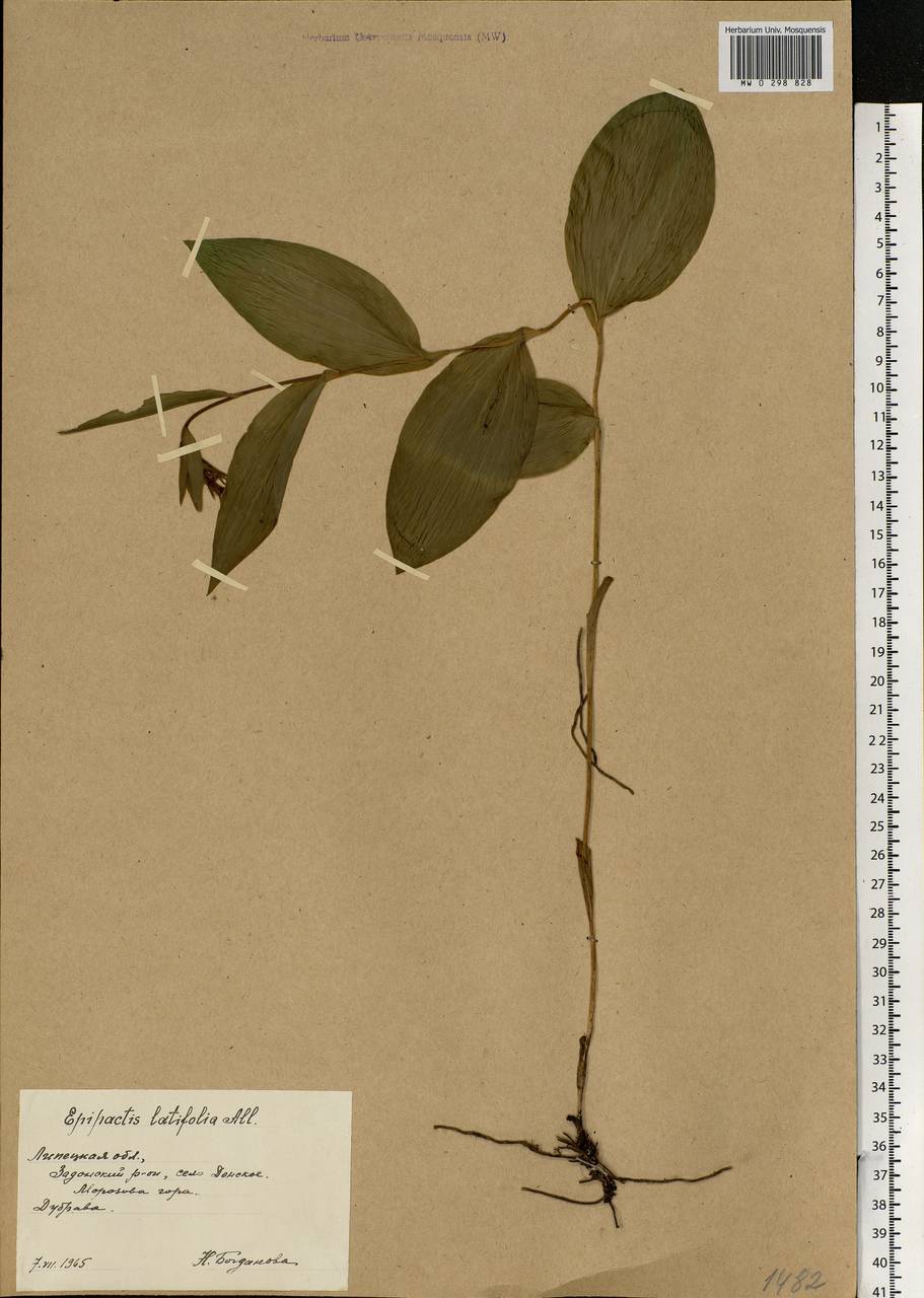 Epipactis helleborine (L.) Crantz, Eastern Europe, Central forest-and-steppe region (E6) (Russia)