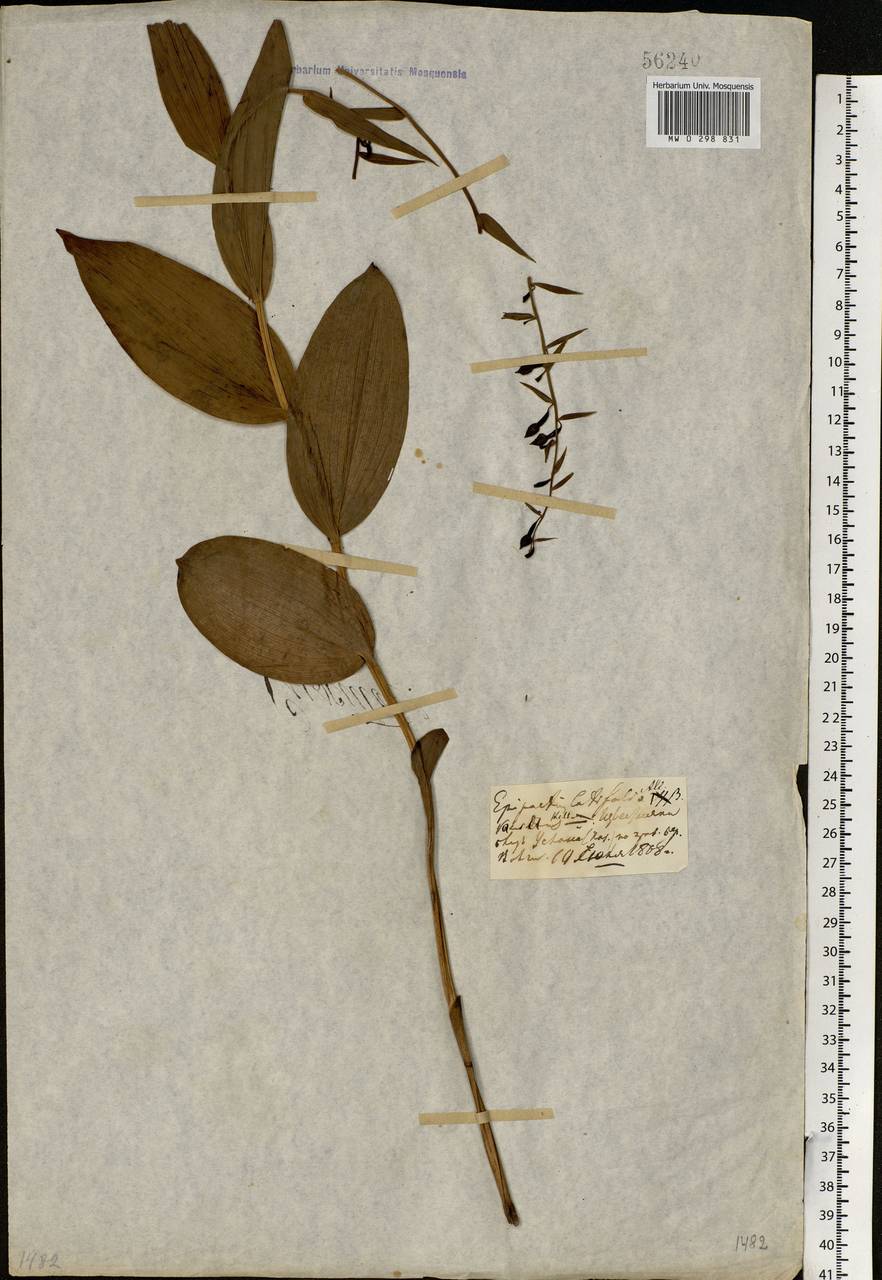 Epipactis helleborine (L.) Crantz, Eastern Europe, Middle Volga region (E8) (Russia)