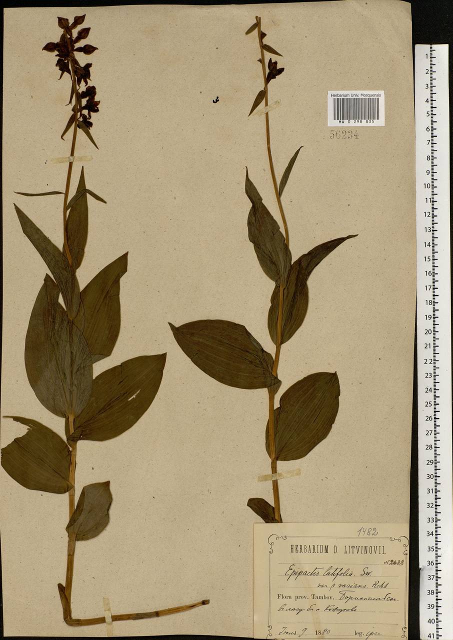 Epipactis helleborine (L.) Crantz, Eastern Europe, Central forest-and-steppe region (E6) (Russia)