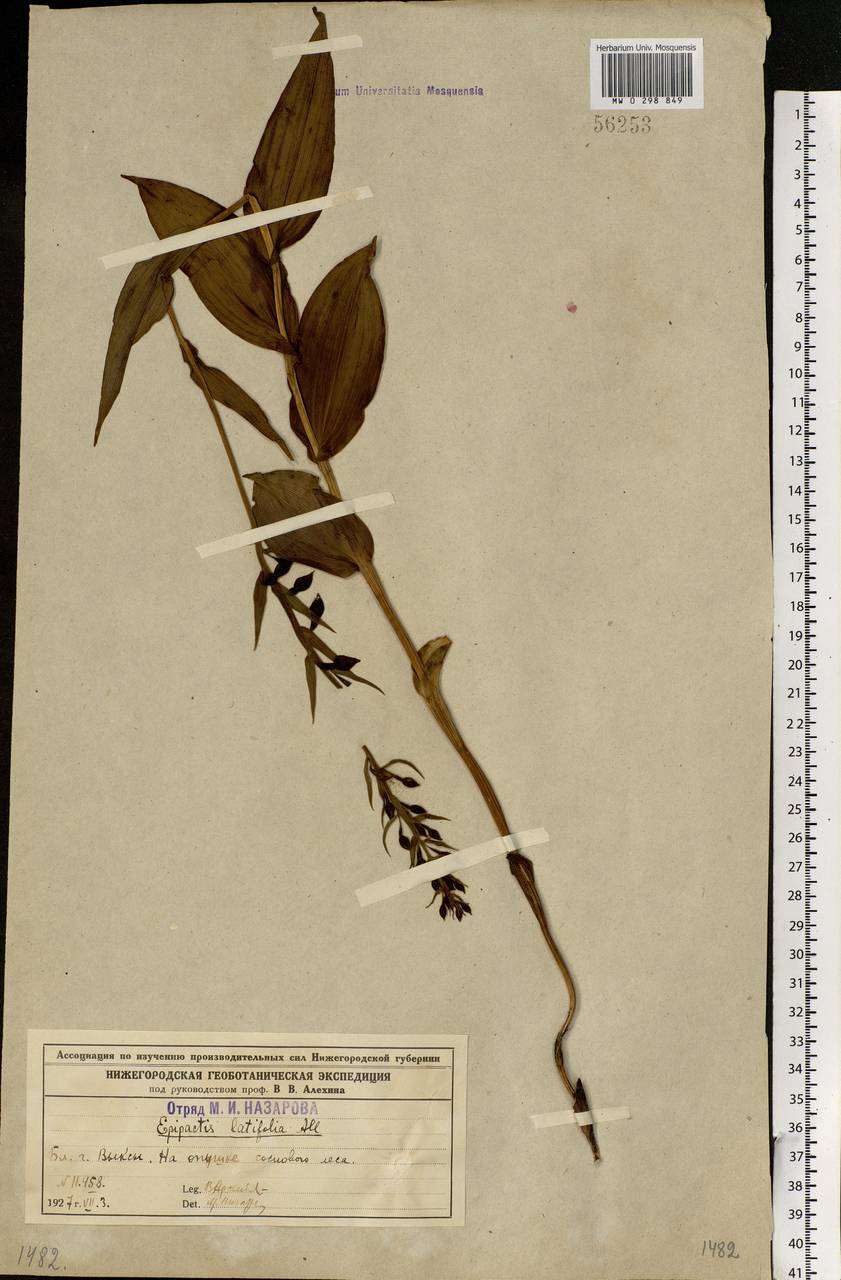 Epipactis helleborine (L.) Crantz, Eastern Europe, Volga-Kama region (E7) (Russia)