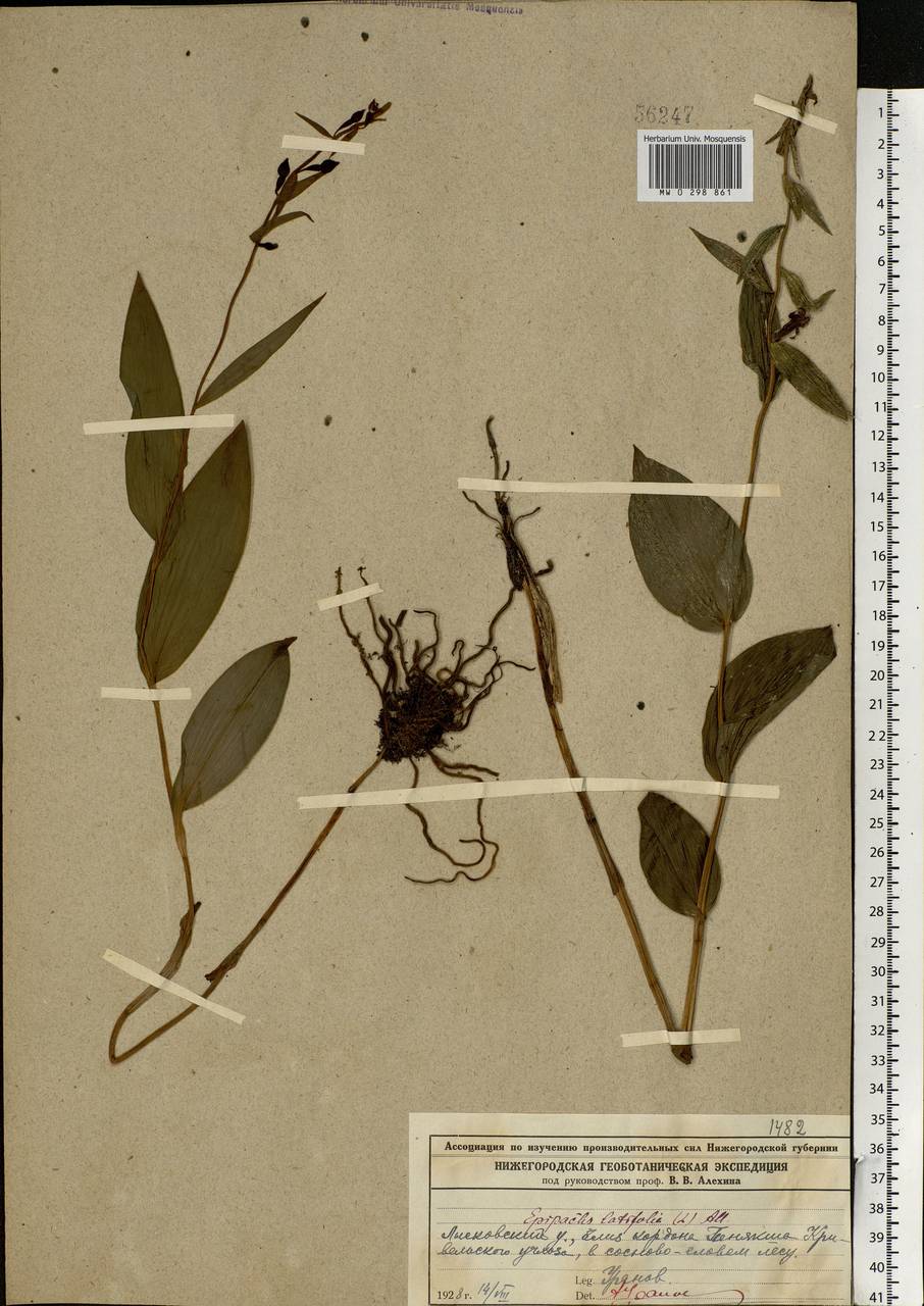 Epipactis helleborine (L.) Crantz, Eastern Europe, Volga-Kama region (E7) (Russia)
