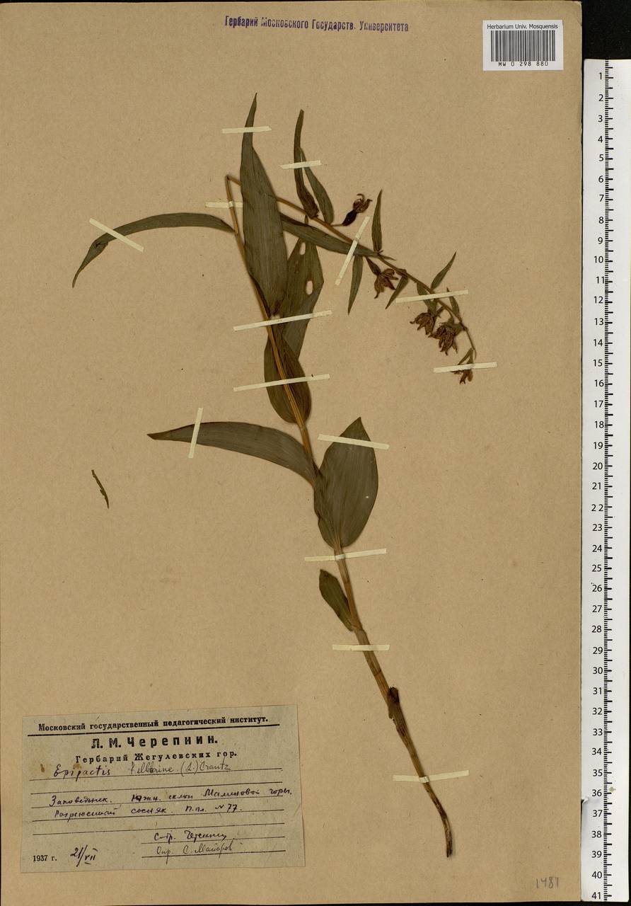 Epipactis helleborine (L.) Crantz, Eastern Europe, Middle Volga region (E8) (Russia)