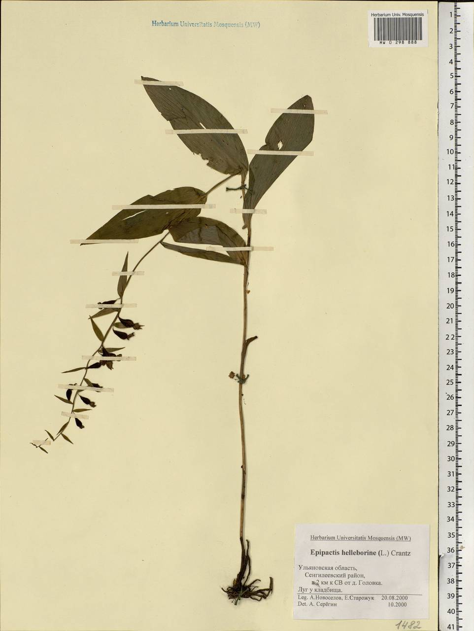 Epipactis helleborine (L.) Crantz, Eastern Europe, Middle Volga region (E8) (Russia)