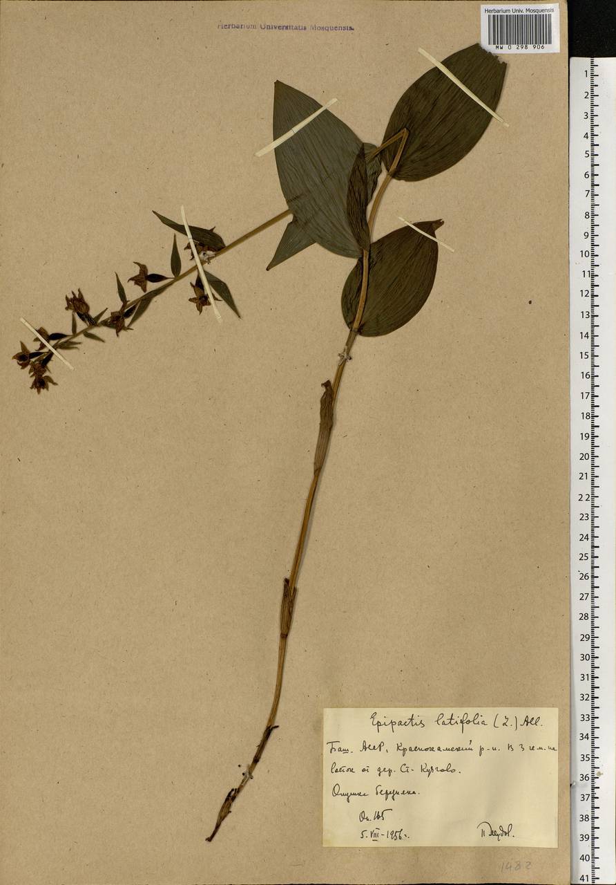 Epipactis helleborine (L.) Crantz, Eastern Europe, Eastern region (E10) (Russia)