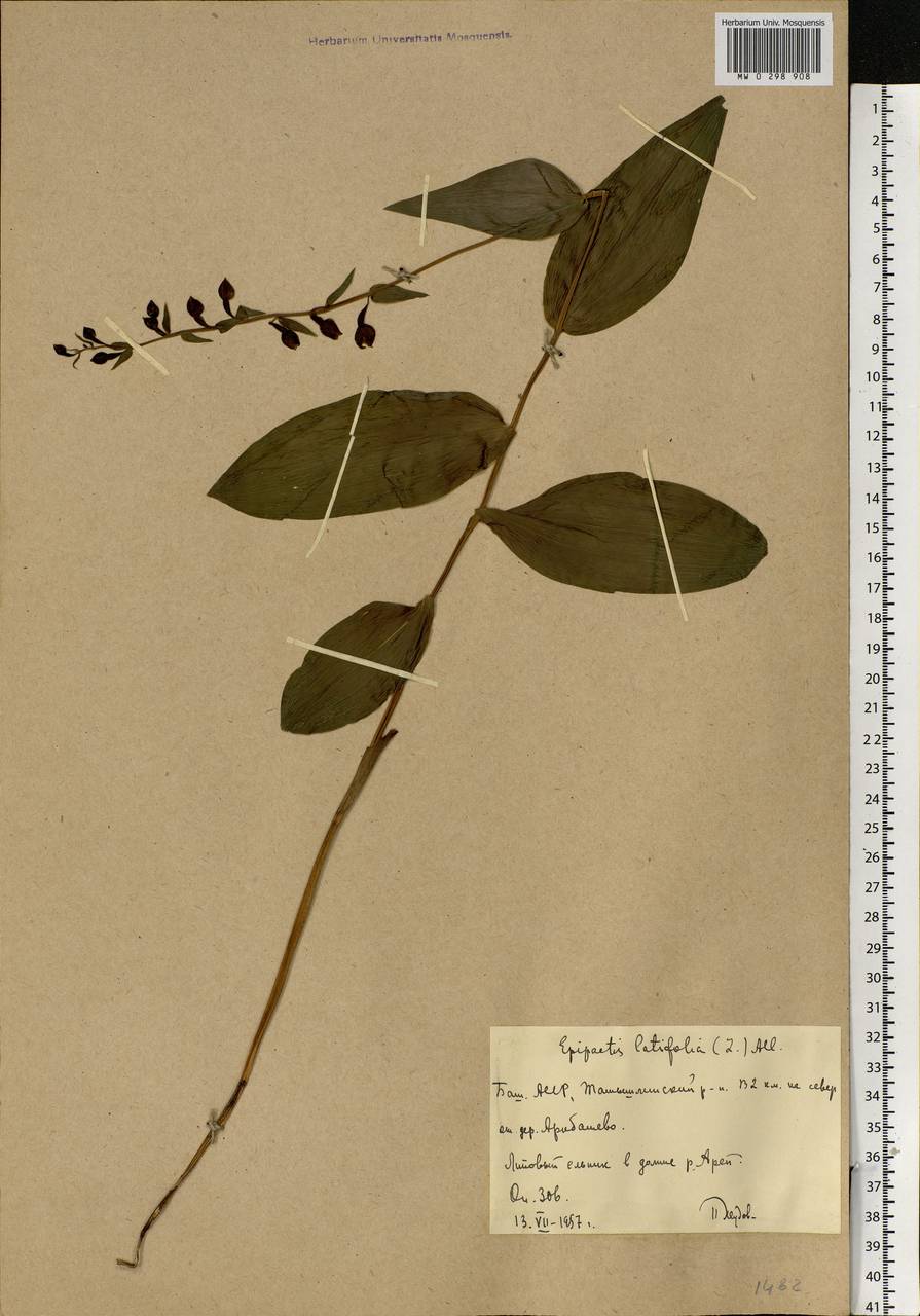 Epipactis helleborine (L.) Crantz, Eastern Europe, Eastern region (E10) (Russia)