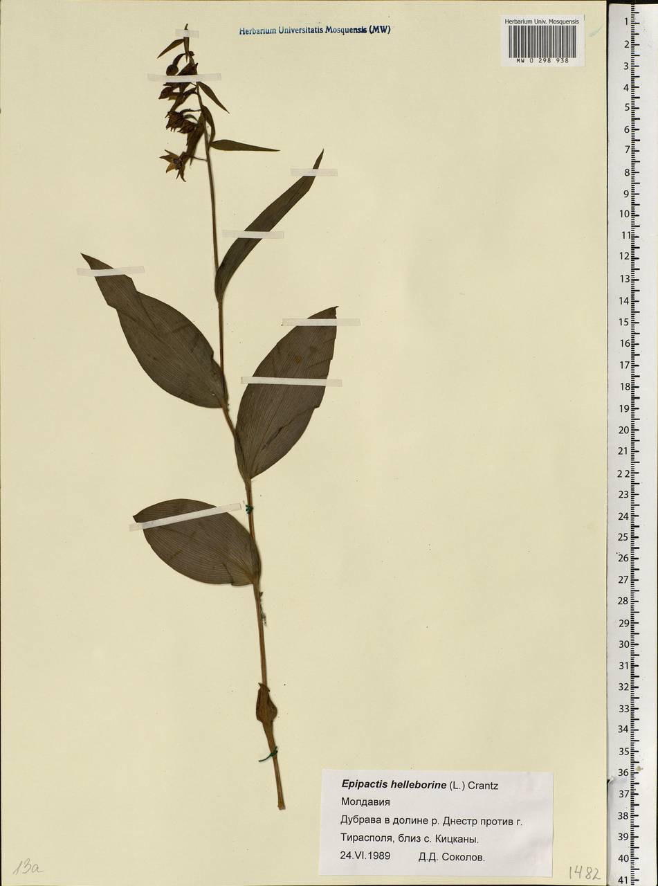Epipactis helleborine (L.) Crantz, Eastern Europe, Moldova (E13a) (Moldova)