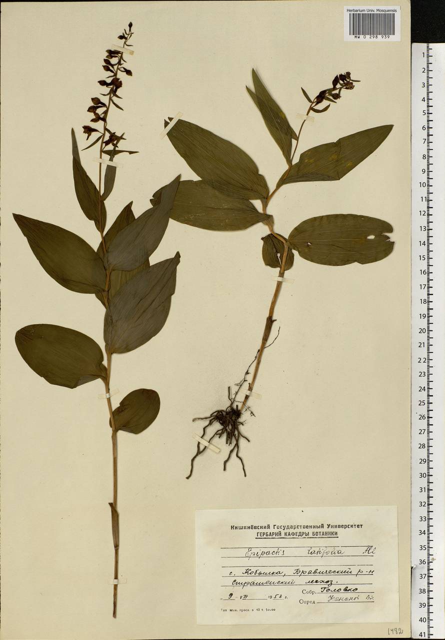Epipactis helleborine (L.) Crantz, Eastern Europe, Moldova (E13a) (Moldova)