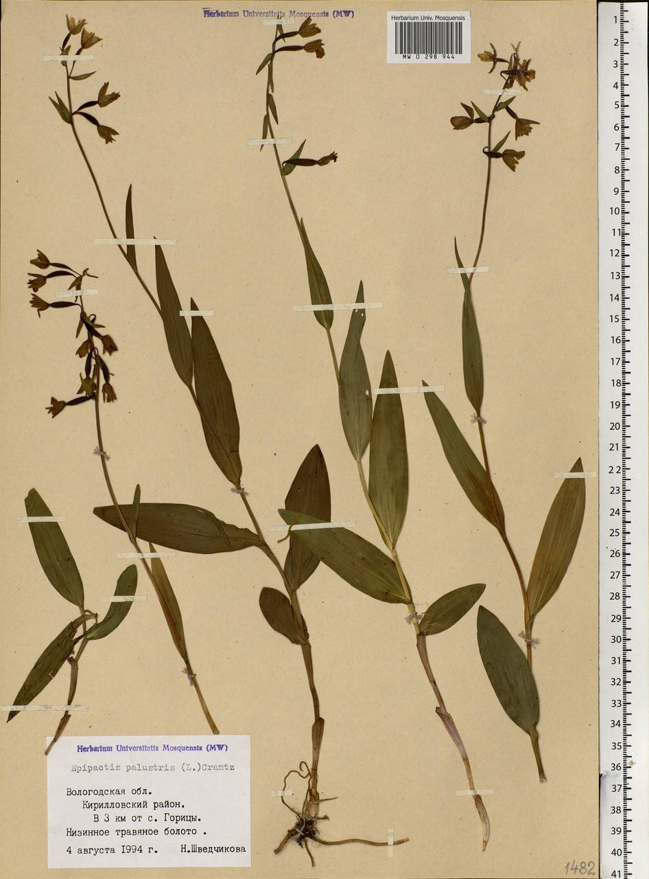 Epipactis palustris (L.) Crantz, Eastern Europe, Northern region (E1) (Russia)