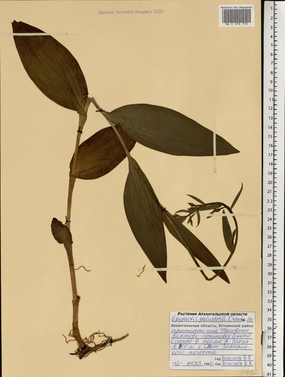 Epipactis palustris (L.) Crantz, Eastern Europe, Northern region (E1) (Russia)