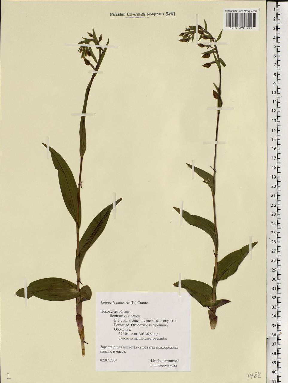 Epipactis palustris (L.) Crantz, Eastern Europe, North-Western region (E2) (Russia)