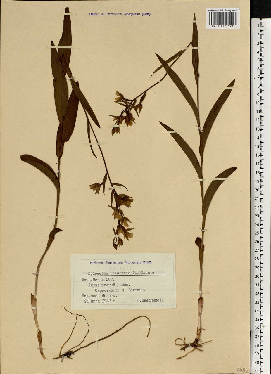 Epipactis palustris (L.) Crantz, Eastern Europe, Latvia (E2b) (Latvia)