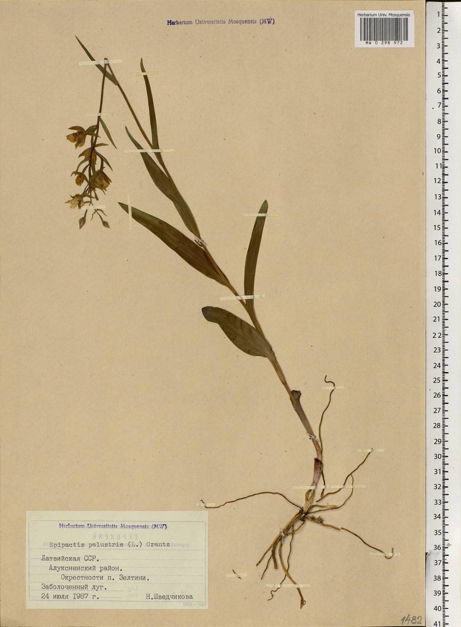 Epipactis palustris (L.) Crantz, Eastern Europe, Latvia (E2b) (Latvia)