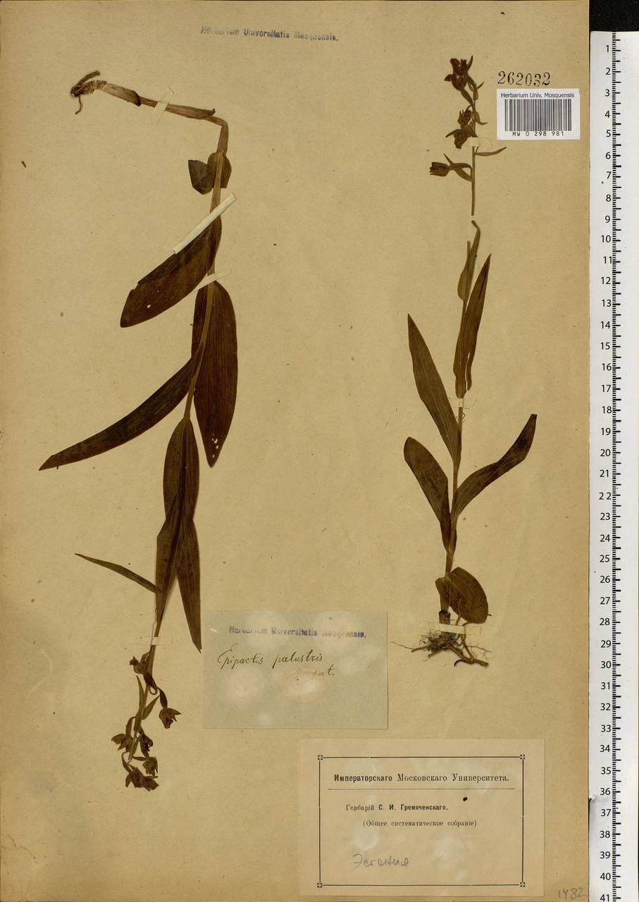Epipactis palustris (L.) Crantz, Eastern Europe, Estonia (E2c) (Estonia)