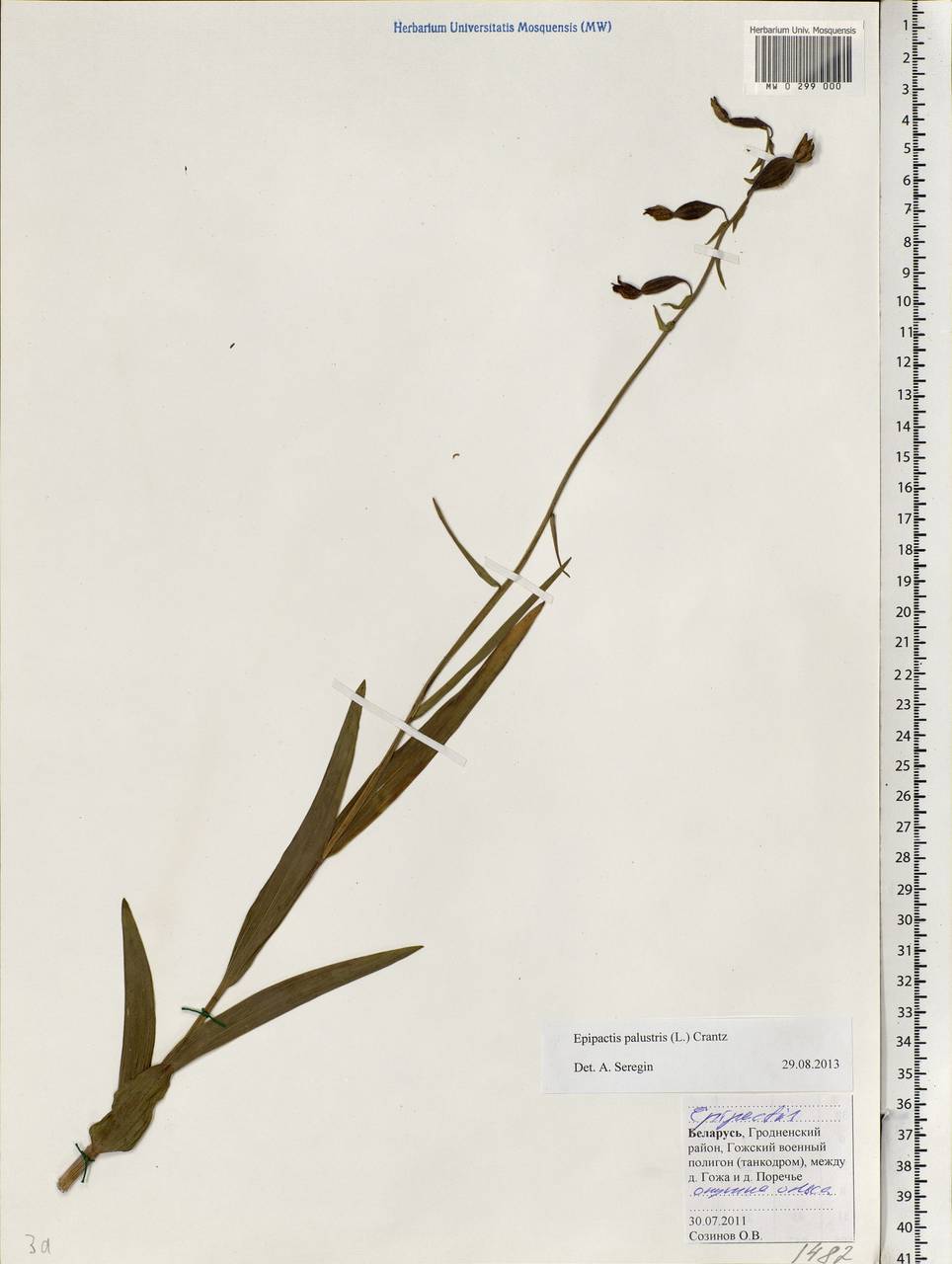 Epipactis palustris (L.) Crantz, Eastern Europe, Belarus (E3a) (Belarus)