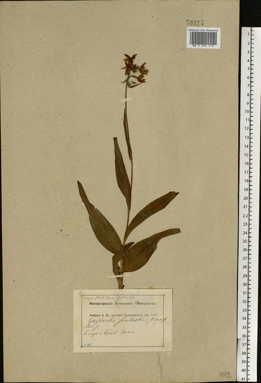 Epipactis palustris (L.) Crantz, Eastern Europe, Central region (E4) (Russia)