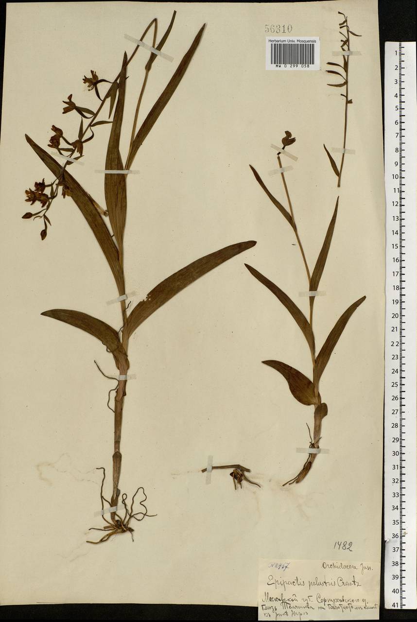 Epipactis palustris (L.) Crantz, Eastern Europe, Moscow region (E4a) (Russia)