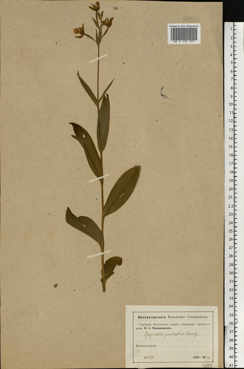 Epipactis palustris (L.) Crantz, Eastern Europe, Moscow region (E4a) (Russia)