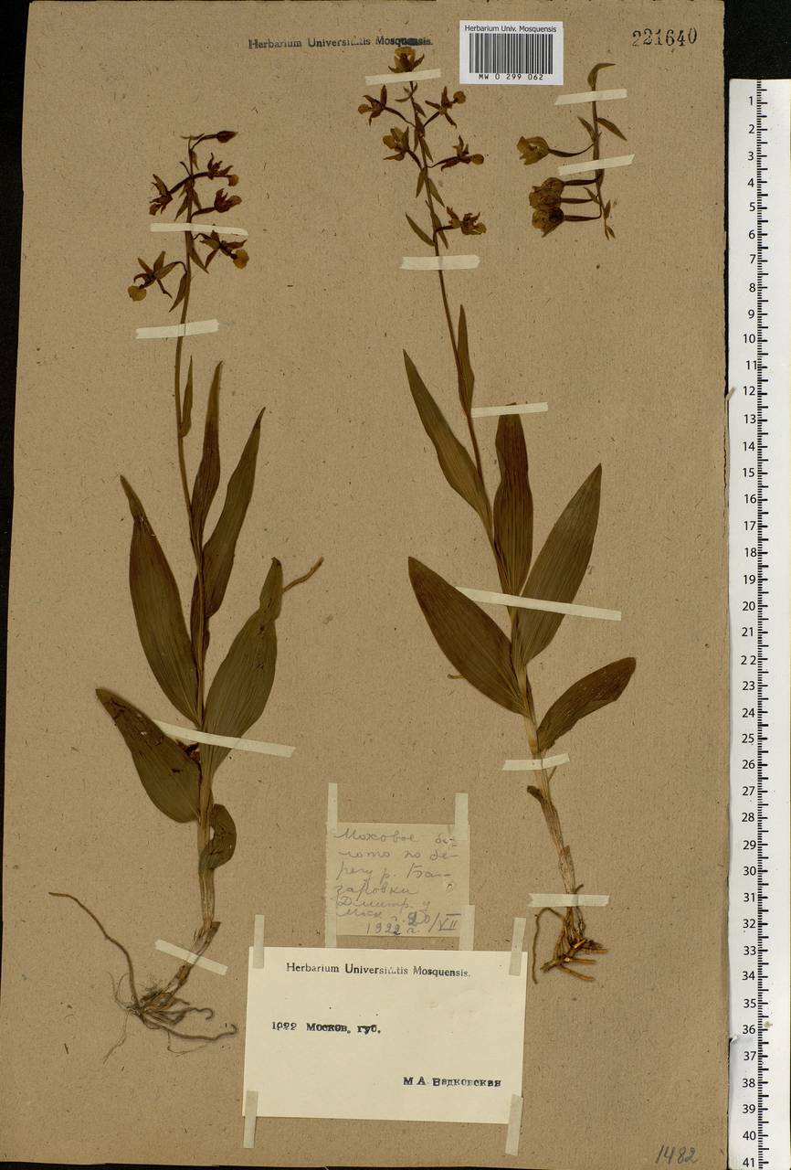 Epipactis palustris (L.) Crantz, Eastern Europe, Moscow region (E4a) (Russia)