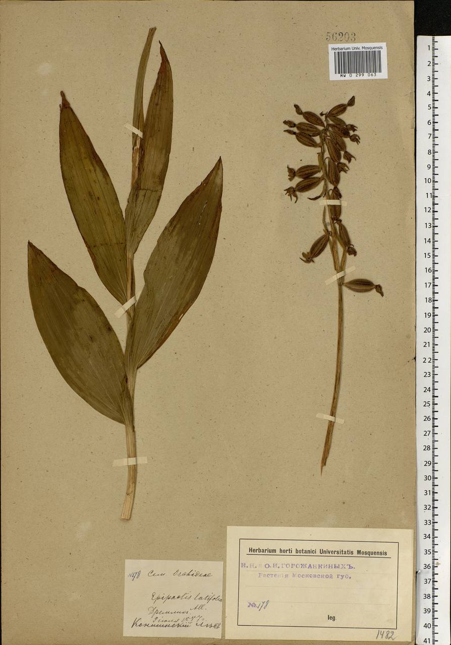 Epipactis palustris (L.) Crantz, Eastern Europe, Moscow region (E4a) (Russia)