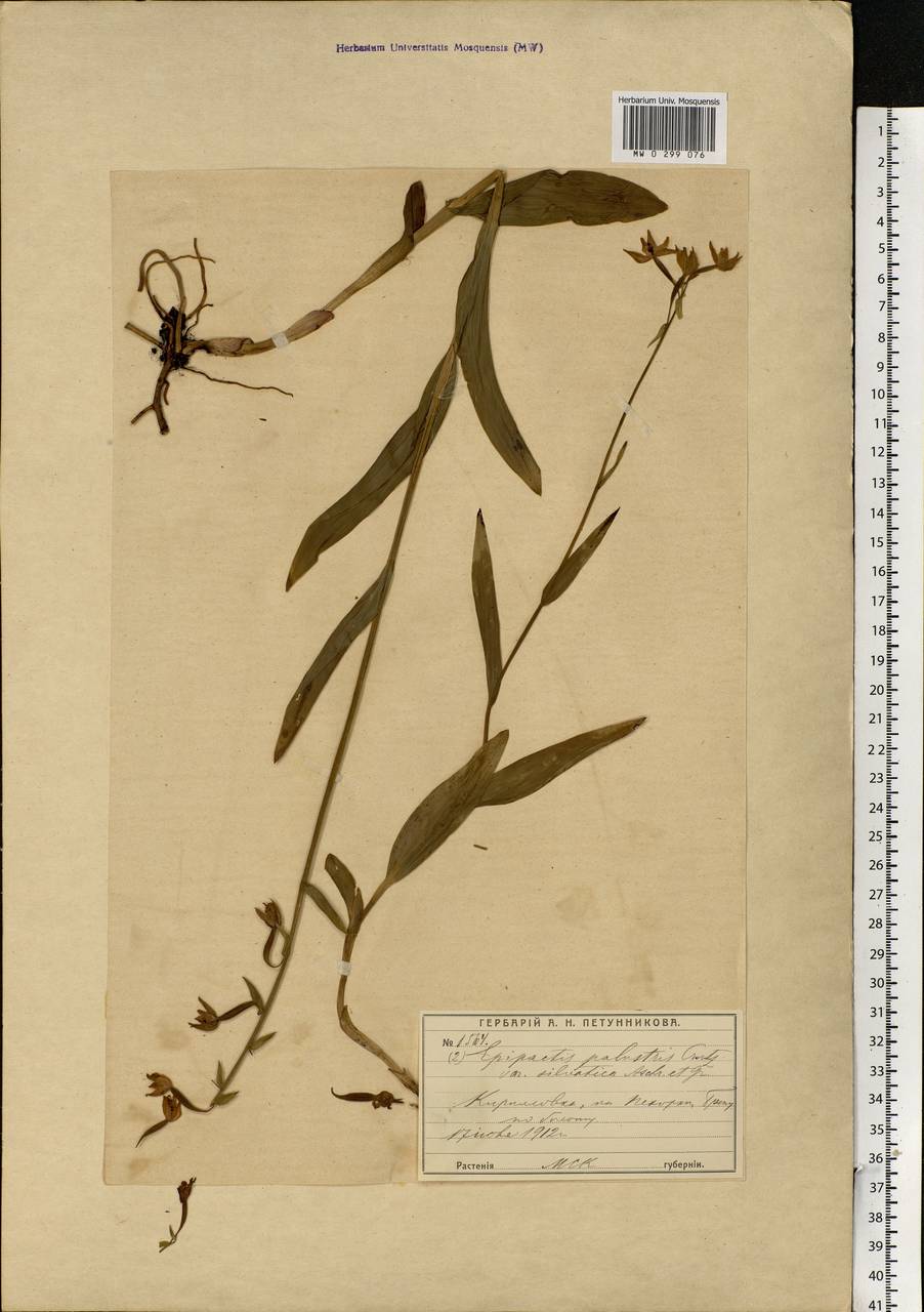 Epipactis palustris (L.) Crantz, Eastern Europe, Moscow region (E4a) (Russia)