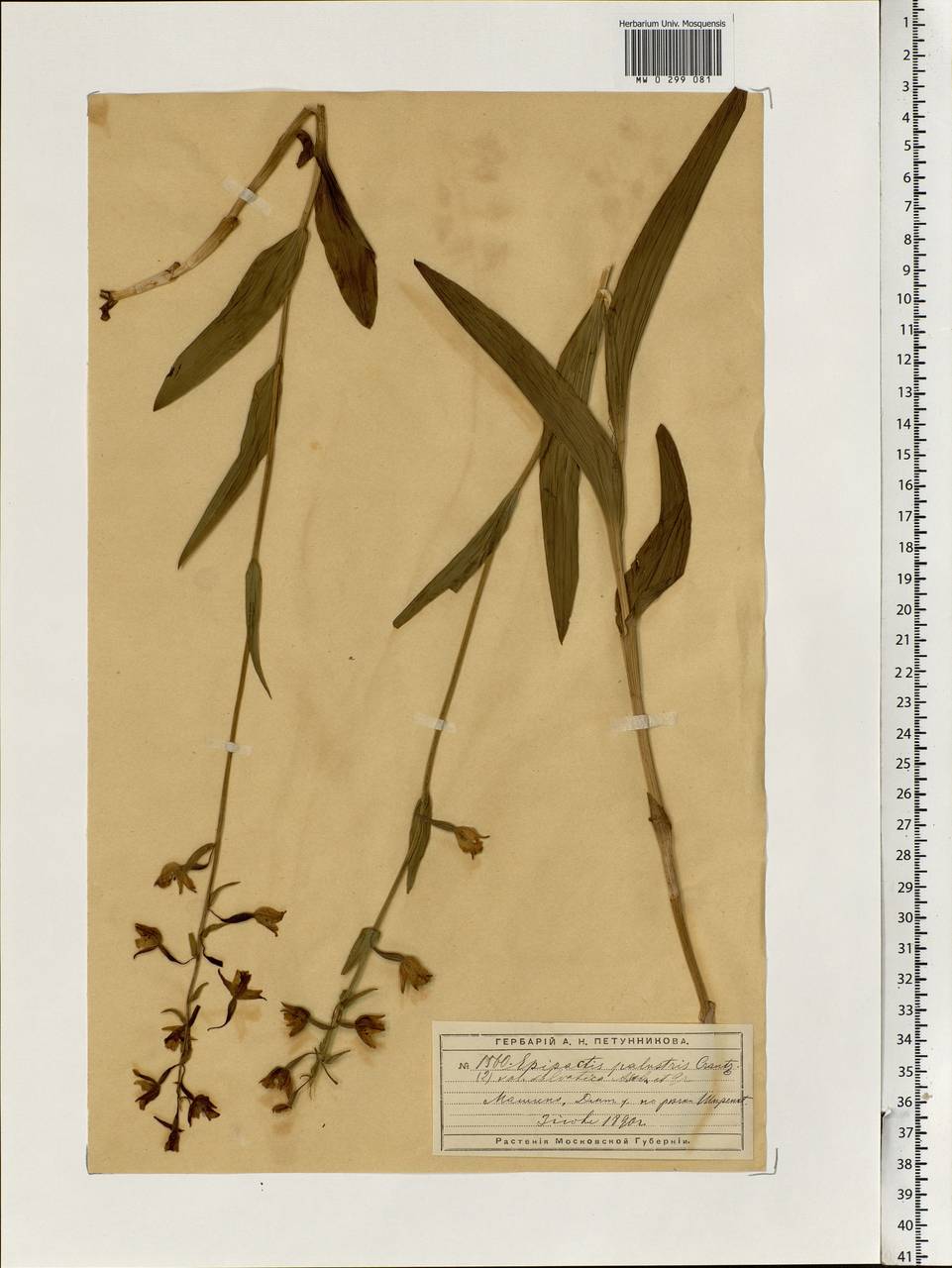 Epipactis palustris (L.) Crantz, Eastern Europe, Moscow region (E4a) (Russia)