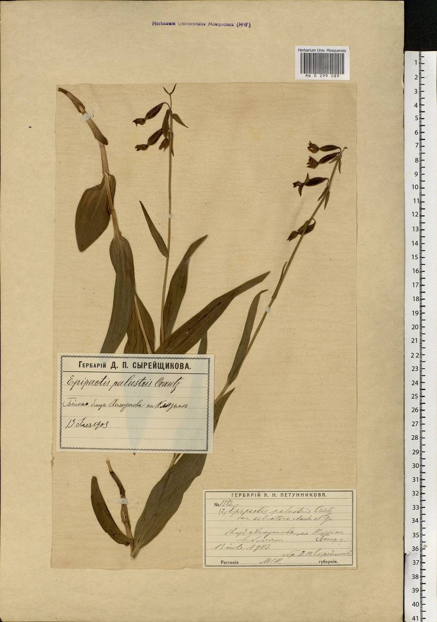 Epipactis palustris (L.) Crantz, Eastern Europe, Moscow region (E4a) (Russia)