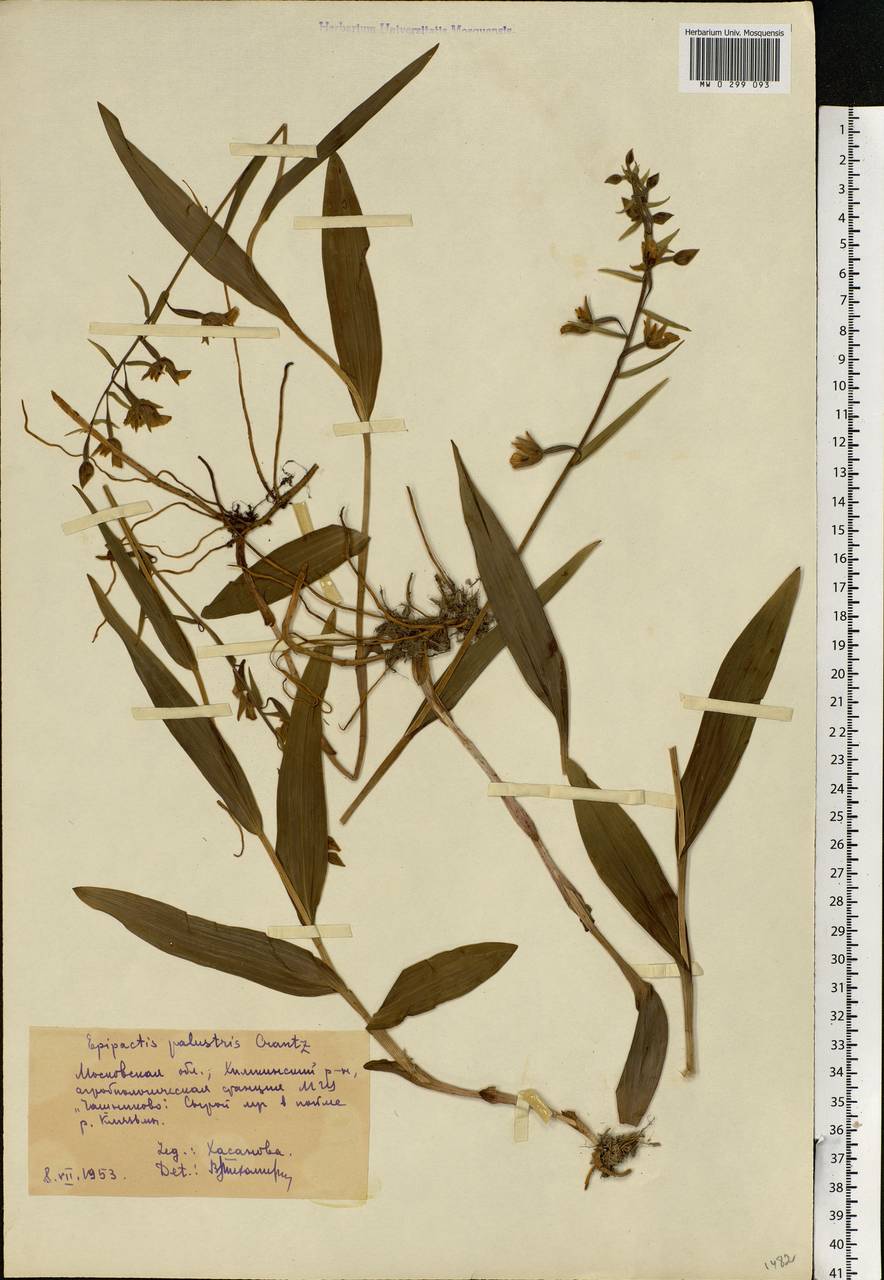 Epipactis palustris (L.) Crantz, Eastern Europe, Moscow region (E4a) (Russia)