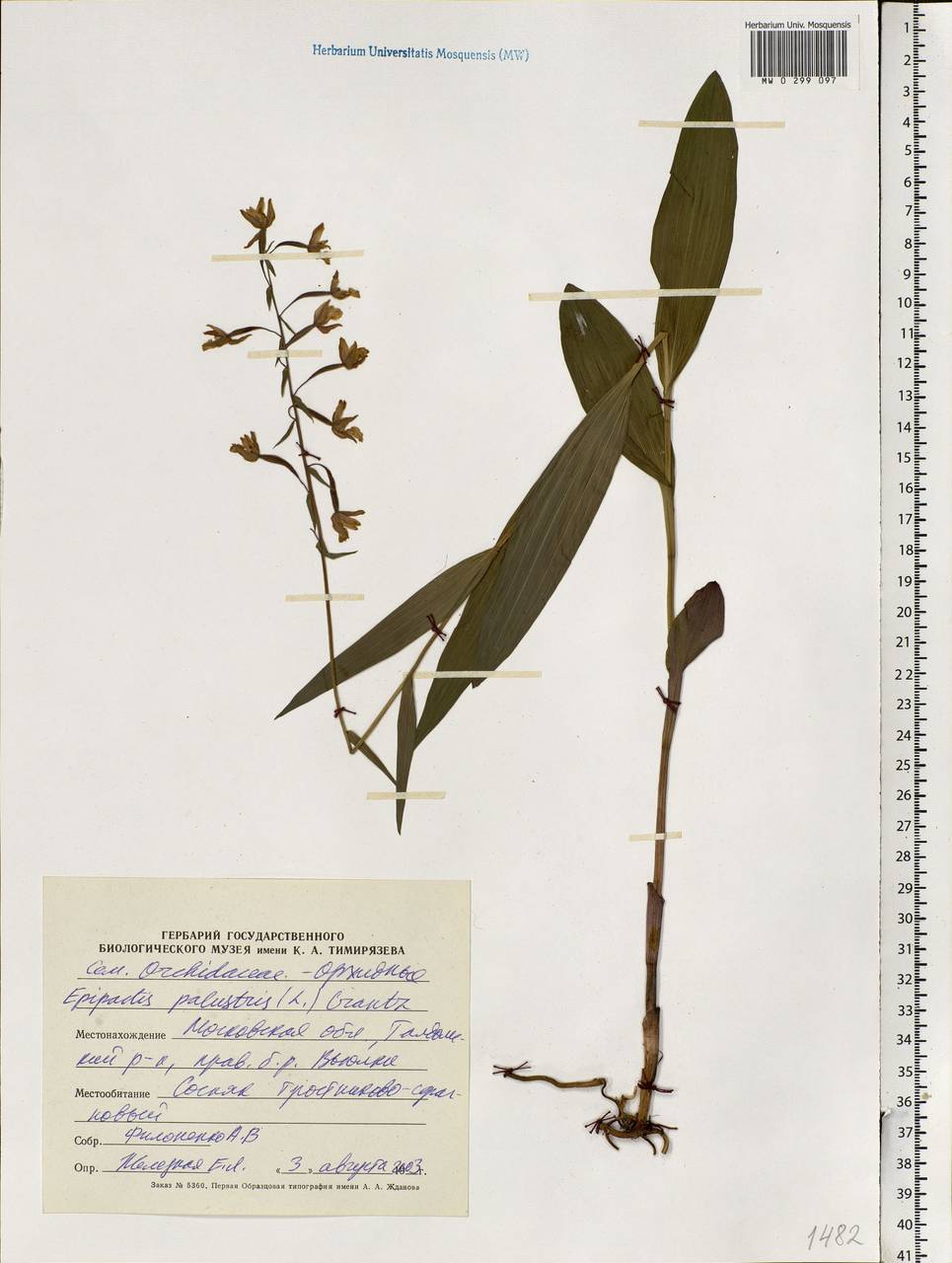 Epipactis palustris (L.) Crantz, Eastern Europe, Moscow region (E4a) (Russia)