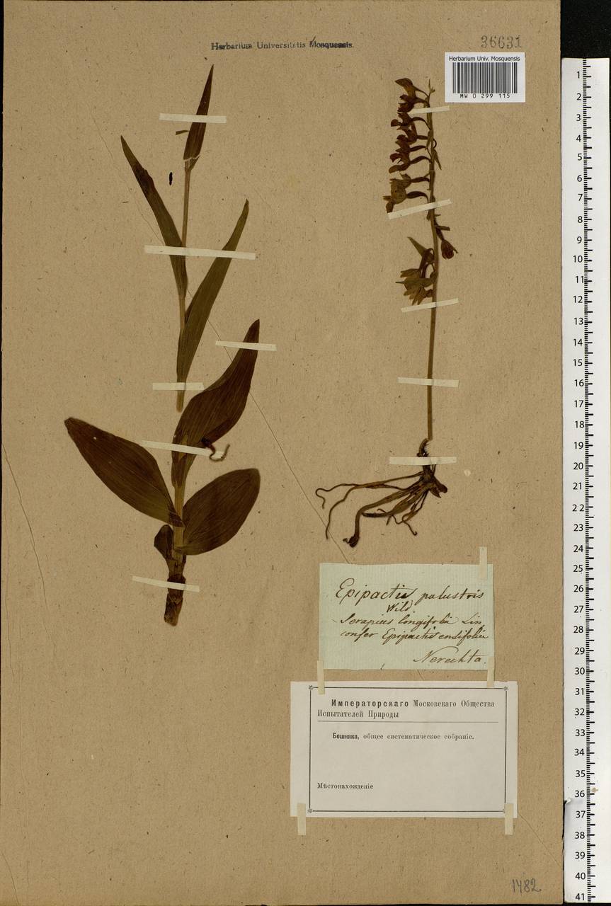 Epipactis palustris (L.) Crantz, Eastern Europe, Central forest region (E5) (Russia)