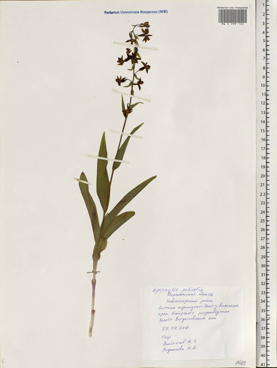 Epipactis palustris (L.) Crantz, Eastern Europe, Central forest-and-steppe region (E6) (Russia)