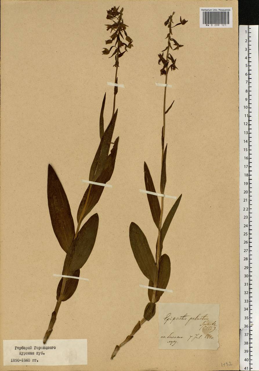 Epipactis palustris (L.) Crantz, Eastern Europe, Central forest-and-steppe region (E6) (Russia)