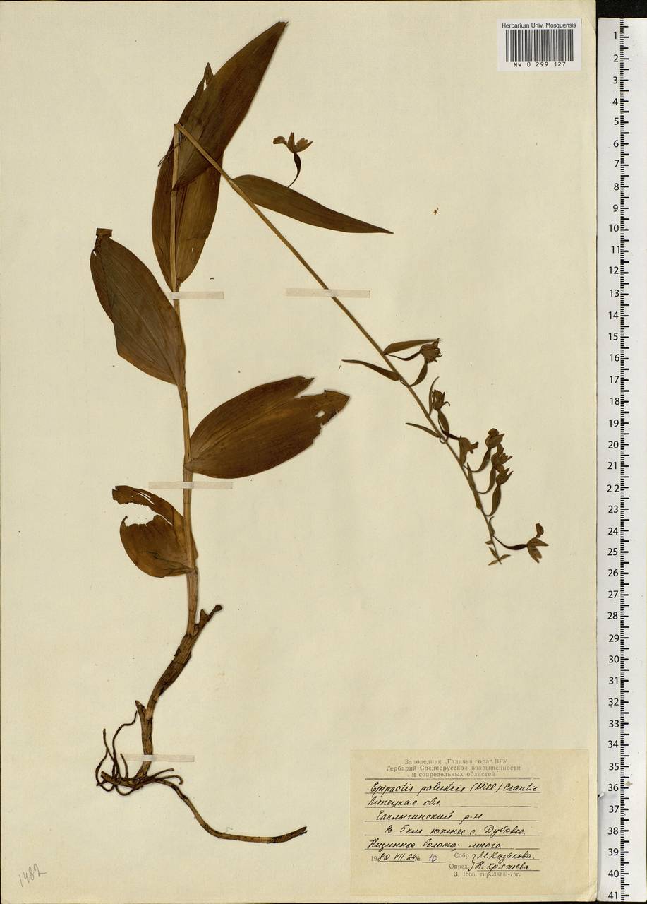 Epipactis palustris (L.) Crantz, Eastern Europe, Central forest-and-steppe region (E6) (Russia)