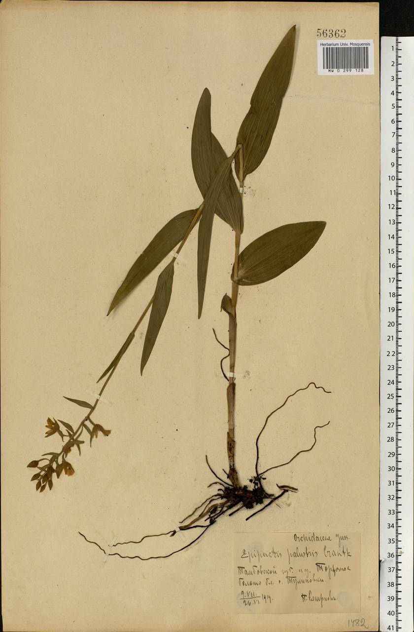 Epipactis palustris (L.) Crantz, Eastern Europe, Central forest-and-steppe region (E6) (Russia)