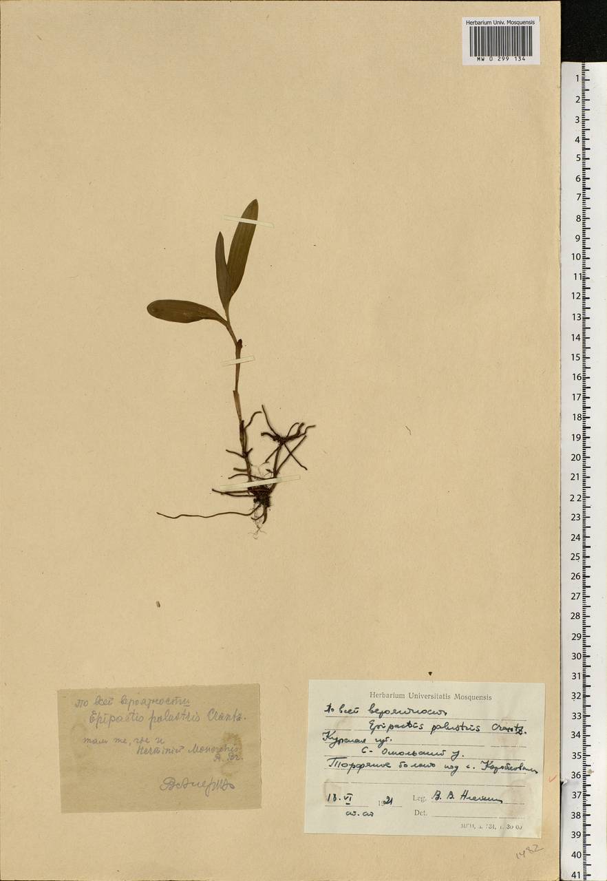 Epipactis palustris (L.) Crantz, Eastern Europe, Central forest-and-steppe region (E6) (Russia)
