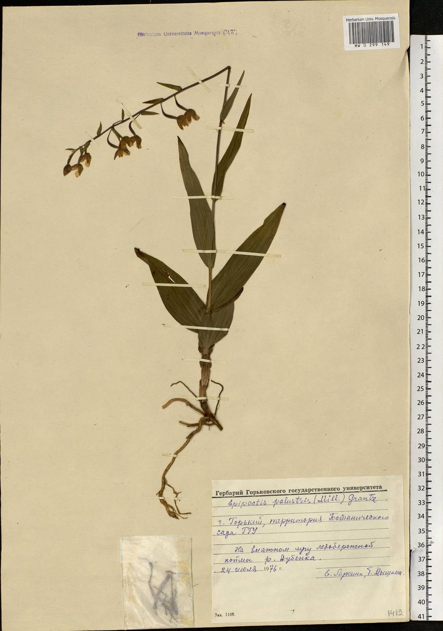 Epipactis palustris (L.) Crantz, Eastern Europe, Volga-Kama region (E7) (Russia)