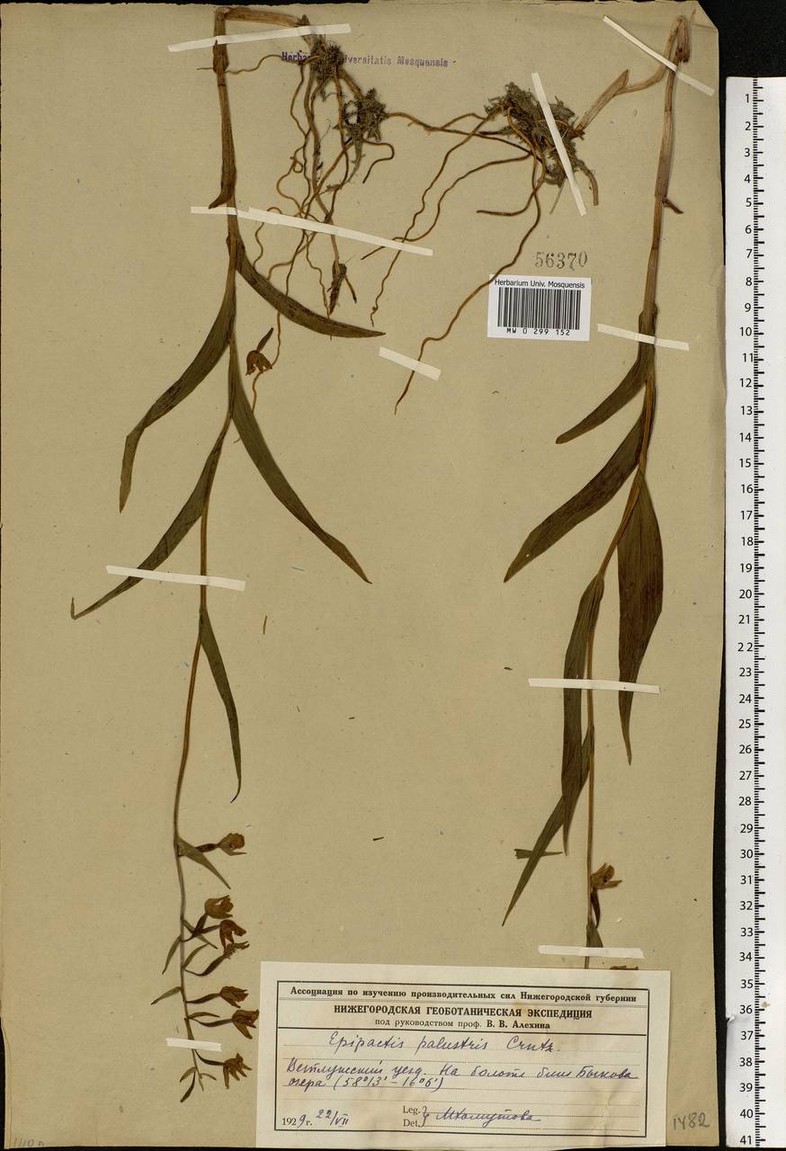 Epipactis palustris (L.) Crantz, Eastern Europe, Volga-Kama region (E7) (Russia)