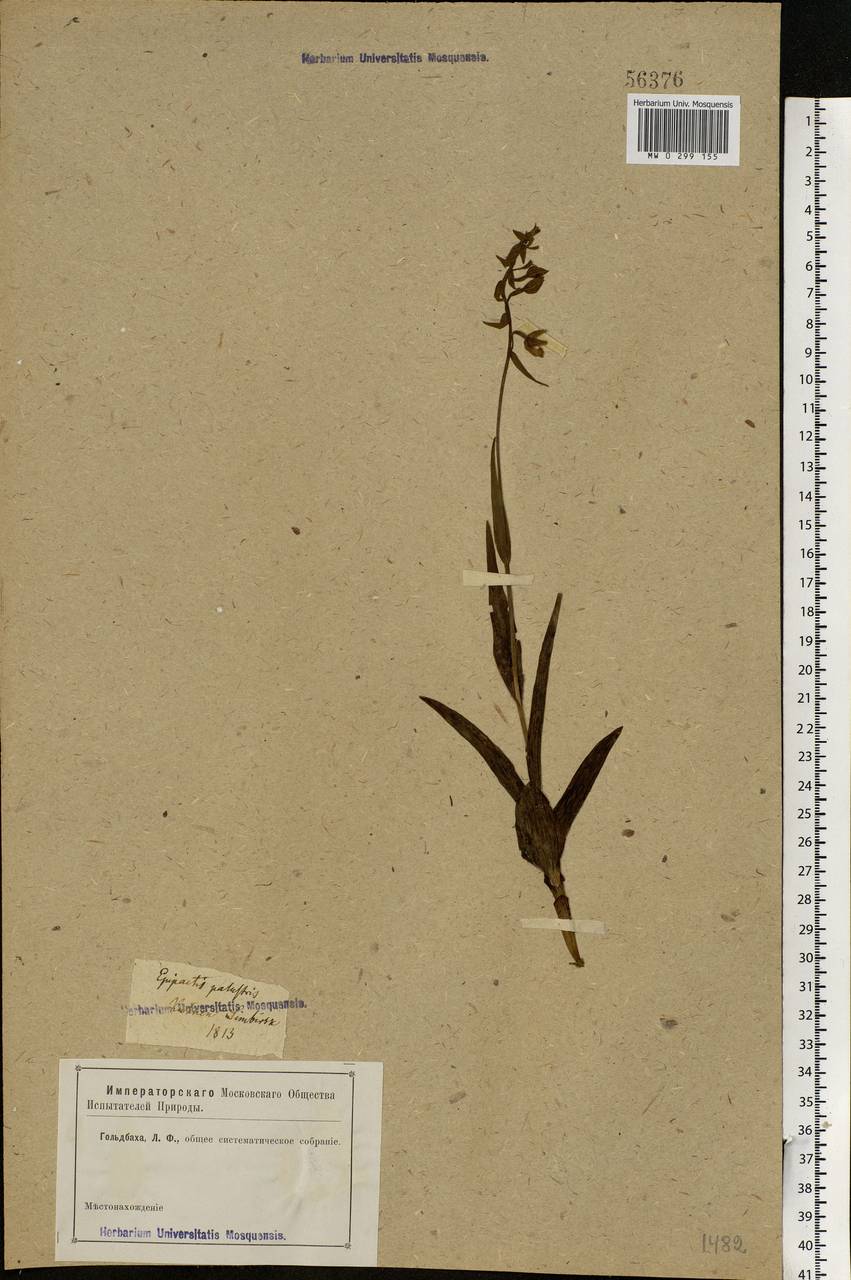 Epipactis palustris (L.) Crantz, Eastern Europe, Middle Volga region (E8) (Russia)