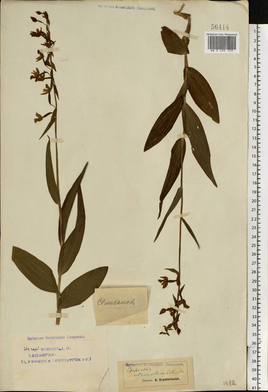 Epipactis palustris (L.) Crantz, Eastern Europe, Eastern region (E10) (Russia)