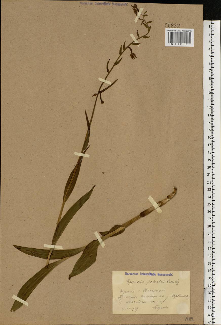 Epipactis palustris (L.) Crantz, Eastern Europe, South Ukrainian region (E12) (Ukraine)