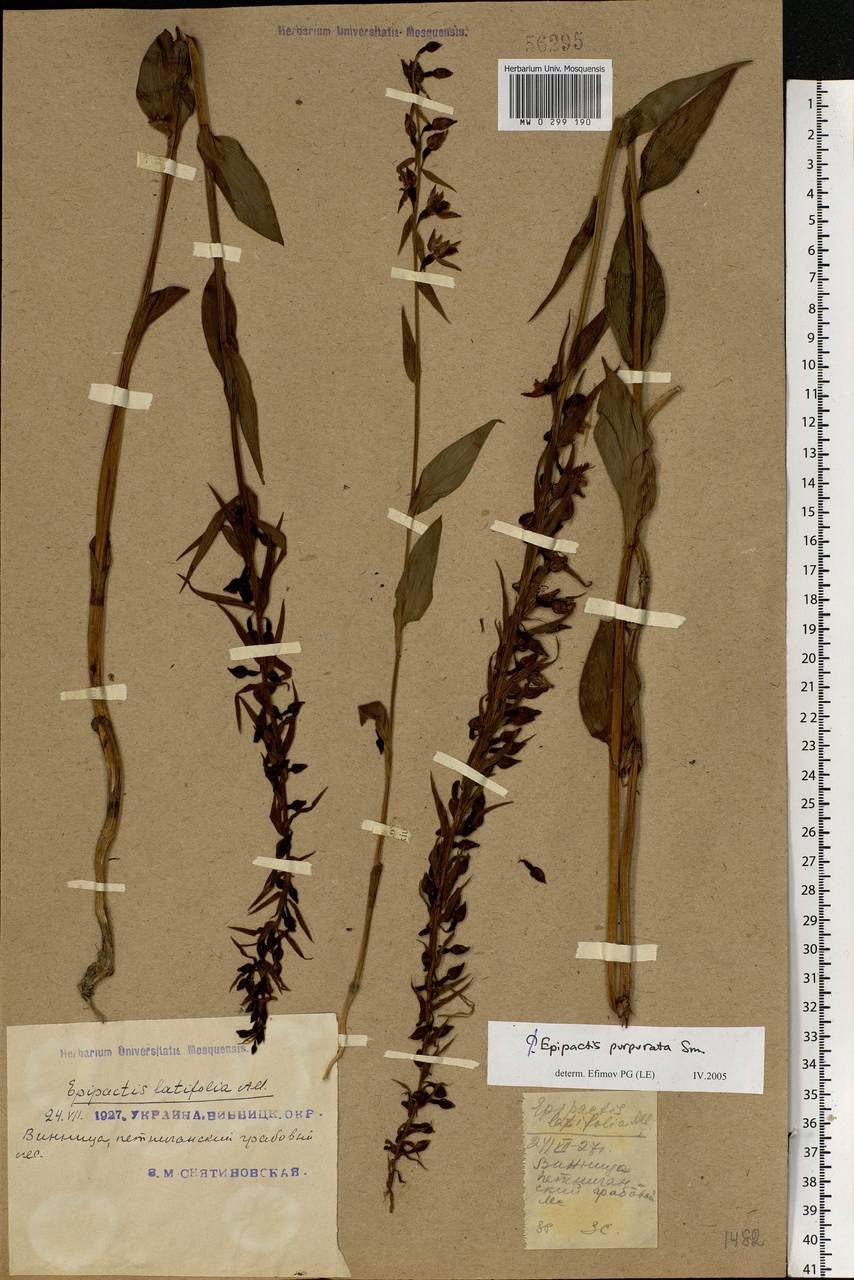 Epipactis purpurata Sm. , nom. cons., Eastern Europe, South Ukrainian region (E12) (Ukraine)